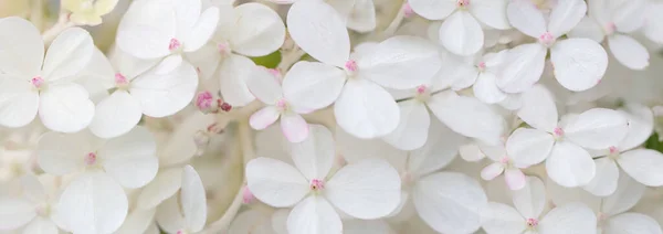 Hortênsia branca flores fronteira panorâmica, banner, casamento fundo romântico. — Fotografia de Stock