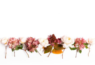 Güller, ortancalar. Beyaz arkaplanda çiçek bileşimi.