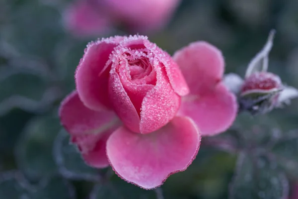 Winter im Garten. Raureif auf den Blütenblättern einer rosa Rose — Stockfoto