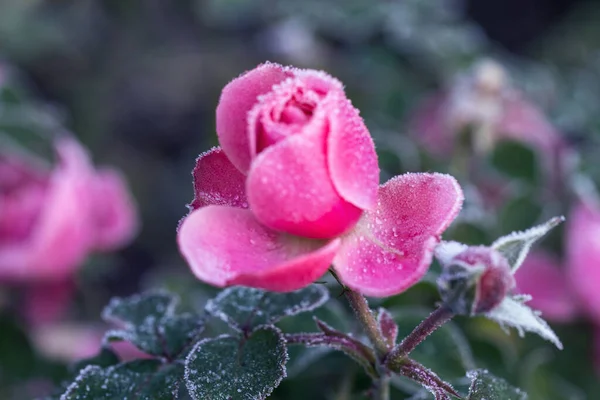 Winter im Garten. Raureif auf den Blütenblättern einer rosa Rose — Stockfoto