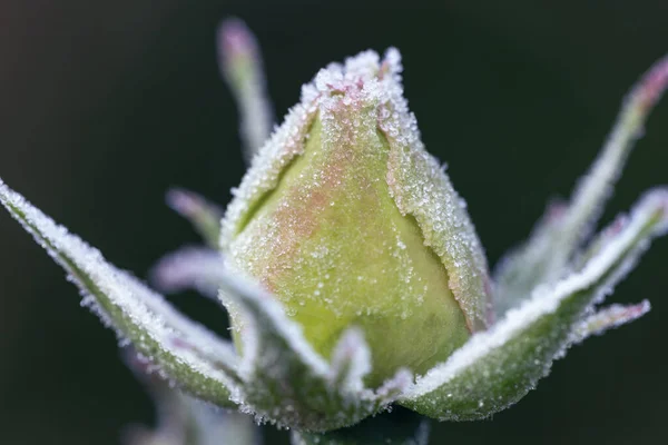 Winter im Garten. Raureif auf den Blütenblättern einer weißen Rose — Stockfoto