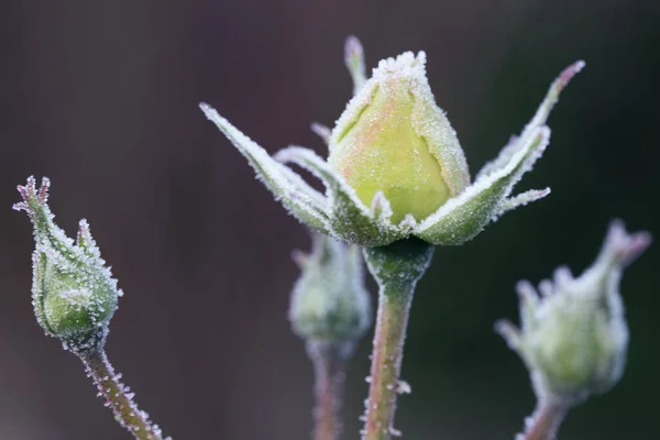 冬天在花园里。白玫瑰花瓣上的白霜 — 图库照片