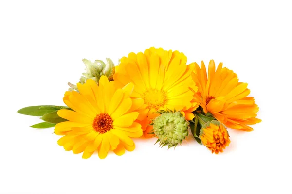 Calendula, medicinal plant, flowers with leaves and seeds isolated on whiteisolated on white — Stock Photo, Image
