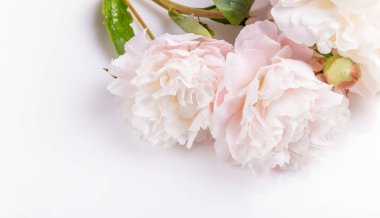 Romantik pankart, narin beyaz şakayık çiçekleri. Güzel kokulu pembe yapraklar.