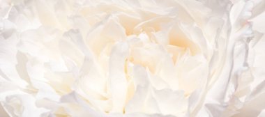 Romantik pankart, narin beyaz şakayık çiçekleri. Güzel kokulu pembe yapraklar.