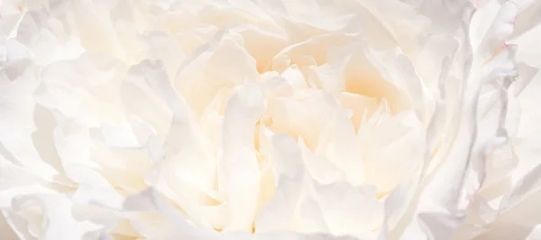 Bandera romántica, delicadas flores de peonías blancas de cerca. Pétalos rosados fragantes — Foto de Stock