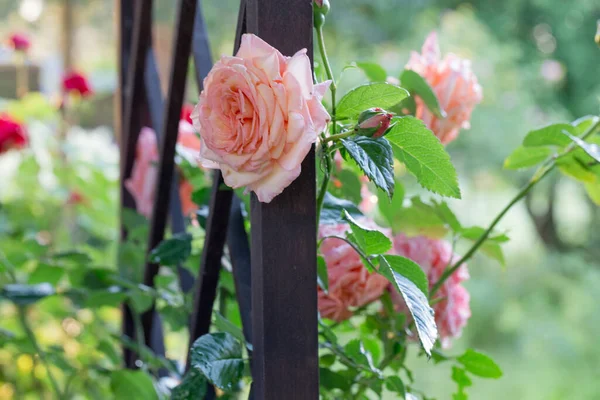 밝은 아침 정원에 있는 분홍빛 장미는 푸른 배경에 있습니다. 정오가 되면. — 스톡 사진