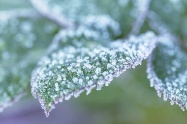 Bahçede kış. Gül yaprakları buzullarla kaplıdır, yakın plan, yüzeysel alan derinliği, tonlama
