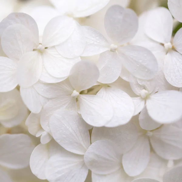 Flores brancas hortênsias, foto quadrada, casamento fundo romântico. — Fotografia de Stock