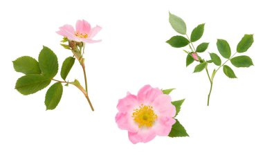 Beyaz arka planda yaprağı olan gül çiçeği, pembe yabani gül çiçeği, bitkisel tıp konsepti, sağlık hizmetleri için doğal botanik element, organik ürün, çiçek tasarımı, mevsimsel doğa