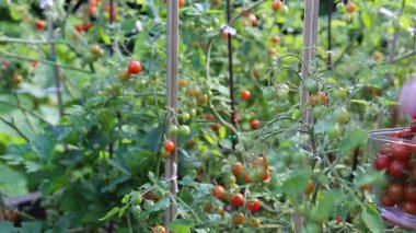 Bitki, olgunlaşmış ve olgunlaşmamış meyveler, organik tarım, yaz mevsimi, yeşil yapraklar, doğal ışık, sağlıklı yaşam tarzı, sürdürülebilir tarım kavramı üzerine kiraz domatesleri hasat eden çiftçi el.