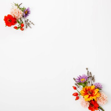 Asterlı sonbahar çiçekli çerçeve, yıldız çiçekleri, lavanta, beyaz kare arka planda gül kalçaları, fotokopi alanı ile düz stil, şükran günü, Cadılar Bayramı, tüm azizler günü, sonbahar ekinoksu, hasat festivali