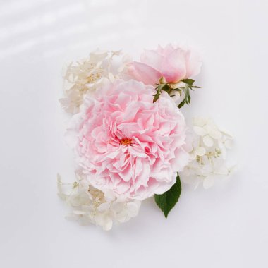 Markalaşma, kaplıca, düğün, tebrik kartı, romantik botanik yatağı için minimal tasarım. Beyaz arka planda beyaz ortanca ile pembe bahçe gülü, yumuşak pastel çiçekli kompozisyon