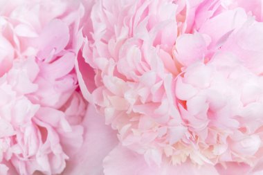 Hassas dokusu ve pastel tonları olan yumuşak şakayık yaprakları düğün, spa, güzellik, kozmetik ürünleri için romantik çiçek arkaplanı, iyi markalaşma, fotokopi alanı olan bahar afişi.