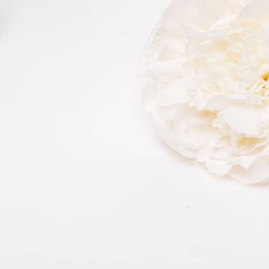 Beyaz gül çiçeği arka planda fotokopi alanı, yumuşak doğal ışık, düğün tasarımı için minimalist çiçek kompozisyonu, spa markası, organik kozmetik ve zarif tebrik kartı görselleri.