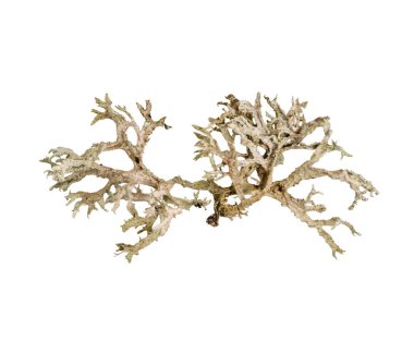 Beyaz arka planda izole edilmiş doğal liken, dallanma yapısı, detaylı doku, makro yakın çekim, nötr tonlar, tasarım, dekorasyon, eko kavramları için botanik element, kopyalama alanı