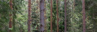 Panoramik bahar ormanı arka planında çam gövdeleri, yemyeşil dallar, taze yeşil yapraklar. Çevresel markalaşma için doğal orman afişi, sağlık tasarımı, açık hava reklamları, mevsimsel pazarlama
