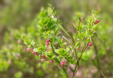 Yaban mersini çalısı, pembe tomurcuklar, taze yeşil yapraklar, yumuşak bokeh ile panoramik bahar botanik arka planı. Çevresel markalaşma için doğal orman afişi, sağlık tasarımı, ağ başlıkları, şablonlar