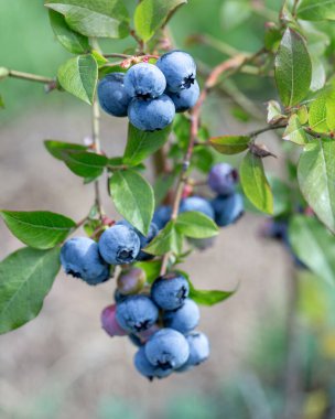 Fresh blueberries on branch, natural green bokeh background, healthy food concept, organic garden harvest, seasonal summer mood, copy space for design, packaging, ads, wellness branding
