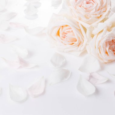 Fotokopi alanı olan beyaz gül yaprakları, romantik tasarım için zarif çiçek kompozisyonu, tebrik kartları, markalaşma, davetiyeler, baskı kullanımı, asgari estetik, yumuşak doğal tonlar.