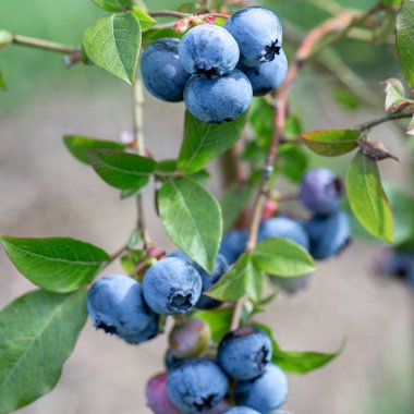 Taze yeşil yaprakları ve yumuşak bokeh arkaplanı olan olgun yaban mersinlerinin kare formatlı fotoğrafı. Sağlıklı yiyecekler, organik yaşam tarzı, sağlıklı markalaşma, sosyal medya paylaşımı için doğal yaz hasat kavramı.