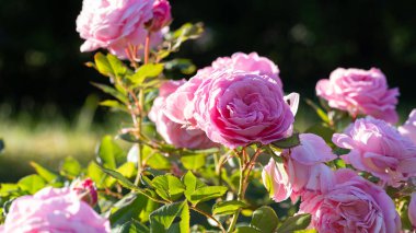 Pembe gül arka planı, pembe güller dizayn için çiçek arkaplanı, yaz bahçesinde güneş ışığı alan romantik pembe güller, pankart için pembe gül arkaplan, başlık, takvim, düğün tasarımı