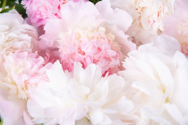 Yumuşak pastel şakayık çiçekli arka plan, havadar romantik ruh hali, zarif pembe tonlarda soyut çiçek dokusu, tasarım geçmişi için uygun doğal botanik yakın plan, düğün kırtasiyesi ve markalaşma.