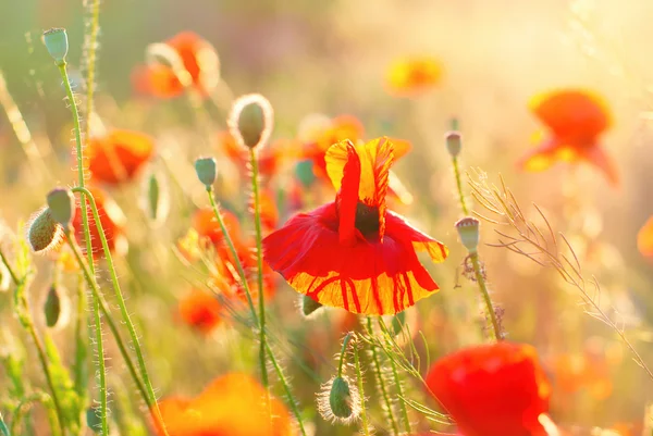 Vallmo bakgrund. Sommarsol effekter. Natur bakgrund. — Stockfoto