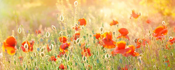 Poppy Field Background. Summer Sunshine Effects. Nature Contexte . — Photo