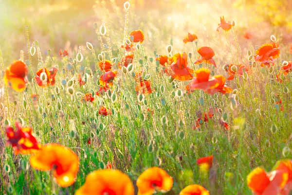 Poppy Field Background. Summer Sunshine Effects. Nature Background. Stock Picture