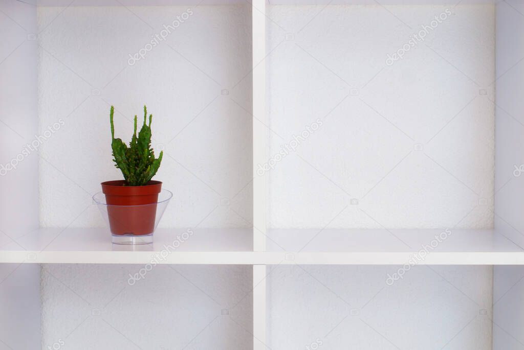 The room interior with white copy space and succulent plant. Mock up for design or text
