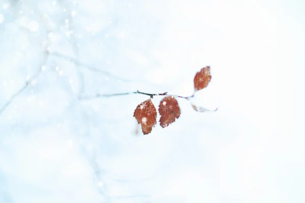 Fundo de inverno. Abstrato fundo nevado — Fotografia de Stock