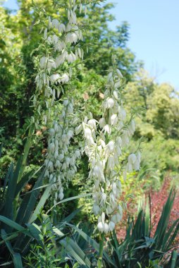 Bir bahçede çiçek açması avize.