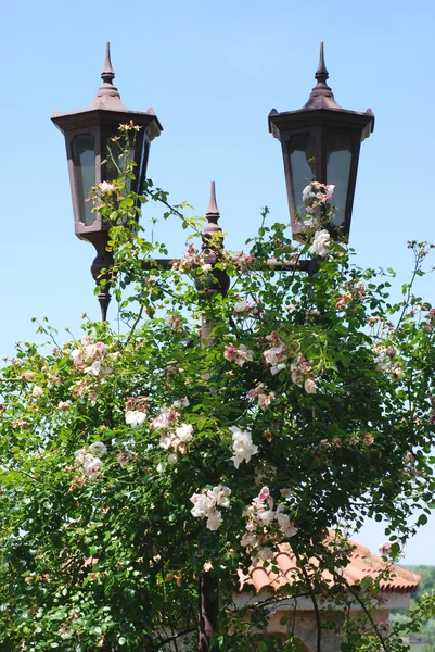 Arbusto rosa perto de um poste de luz . — Fotografia de Stock