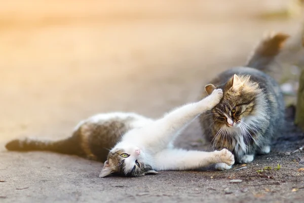 Dos gatos juguetones en primavera —  Fotos de Stock