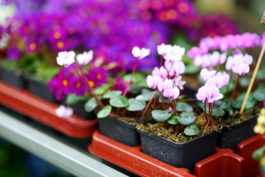 Satılan güzel renkli çiçekler