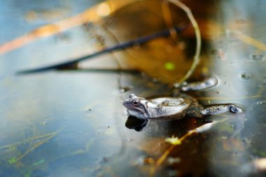 Suda ortak yeşil kurbağa