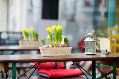 Nergis çiçek masanın üzerine çiçek açması