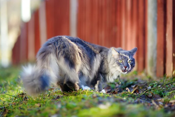 Vakre, store, grå katt ute – stockfoto