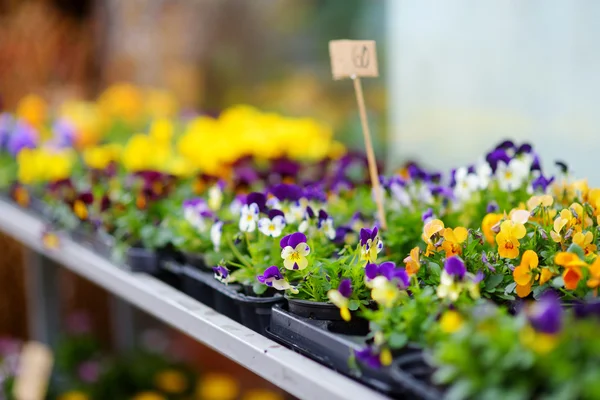 Prachtige kleurrijke bloemen verkocht — Stockfoto
