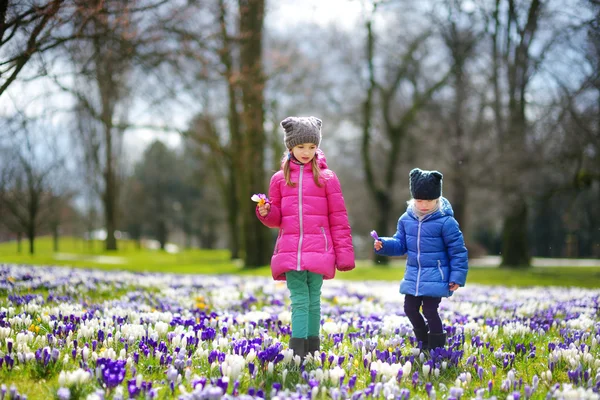 Schwestern pflücken Krokusblüten — Stockfoto