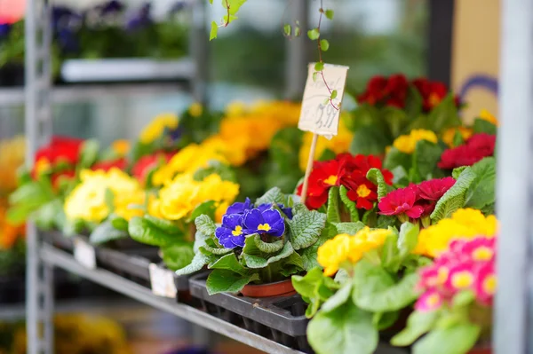 Fiori venduti in negozio di fiori all'aperto — Foto Stock