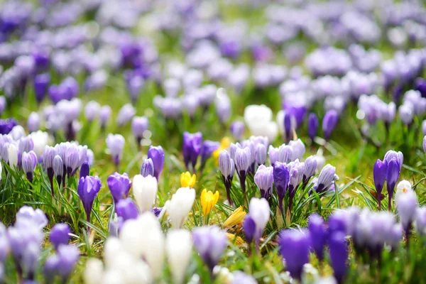 Kwiaty kwitnący krokus — Zdjęcie stockowe