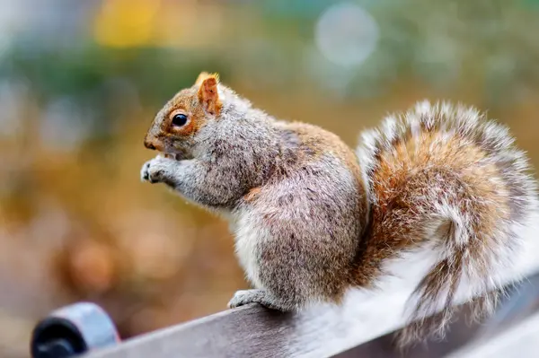 Östra grå ekorre i Central Park — Stockfoto