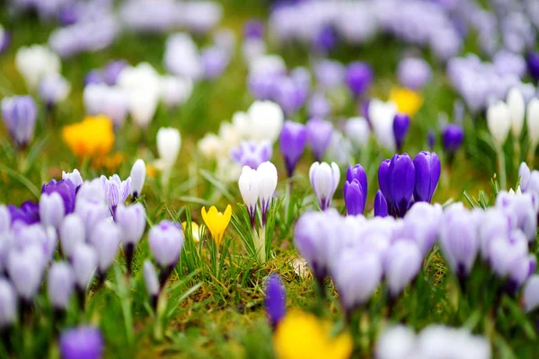 Квіти квітучі Крокус — стокове фото