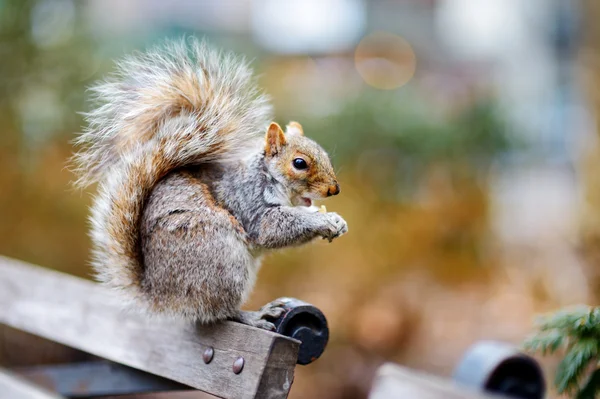 Östra grå ekorre i Central Park — Stockfoto