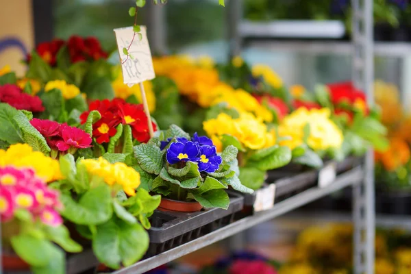 Bellissimi fiori colorati venduti — Foto Stock