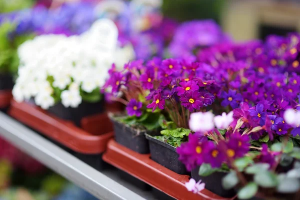 Beautiful colorful flowers — Stock Photo, Image