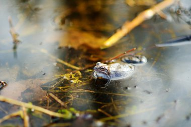 Bahar su ortak yeşil kurbağa