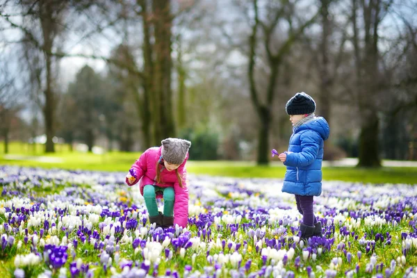 Little sisters picking crocus flowers — Stock Photo, Image